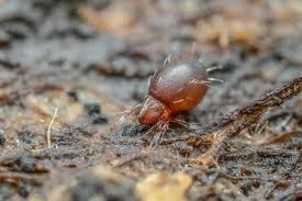 Attēlu rezultāti vaicājumam “Bolitophagus reticulatus larva”