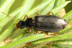 Attēlu rezultāti vaicājumam “Dromius quadrimaculatus”