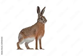 Attēlu rezultāti vaicājumam “Lepus europaeus”