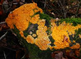 Attēlu rezultāti vaicājumam “Fuligo septica var. candida macro”