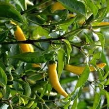 Afbeeldingsresultaat voor thai yellow hot pepper