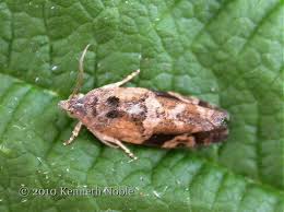 Attēlu rezultāti vaicājumam “Eudemis porphyrana”