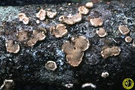 Attēlu rezultāti vaicājumam “Aleurodiscus amorphus”