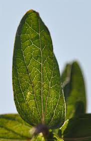 Attēlu rezultāti vaicājumam “Hypericum maculatum leaf”
