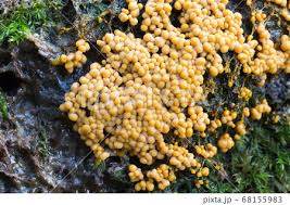 Attēlu rezultāti vaicājumam “Badhamia utricularis plasmodium”