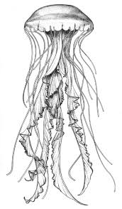 Attēlu rezultāti vaicājumam “Scyphozoa”