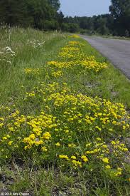 Attēlu rezultāti vaicājumam “Lotus corniculatus flower”