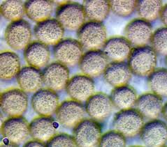 Attēlu rezultāti vaicājumam “Comatricha meandrispora macro”