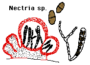 Attēlu rezultāti vaicājumam “Nectria sp., Neonectria sp.”