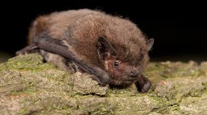 Attēlu rezultāti vaicājumam “Pipistrellus nathusii”