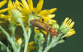 Attēlu rezultāti vaicājumam “Cantharis livida”