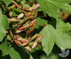 Attēlu rezultāti vaicājumam “Acer campestre leaf”