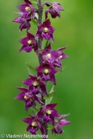 Attēlu rezultāti vaicājumam “Epipactis atrorubens fruit”