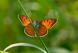 Attēlu rezultāti vaicājumam “Lycaena virgaureae female”