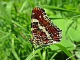 Attēlu rezultāti vaicājumam “Araschnia levana underside”