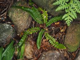 Attēlu rezultāti vaicājumam “Polystichum lonchitis”