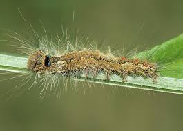 Attēlu rezultāti vaicājumam “Lymantria monacha pupa”