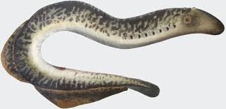 Image result for Petromyzon marinus