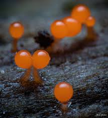 Attēlu rezultāti vaicājumam “Trichia sp.”