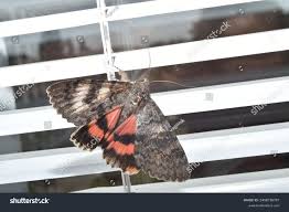 Attēlu rezultāti vaicājumam “Catocala sponsa”