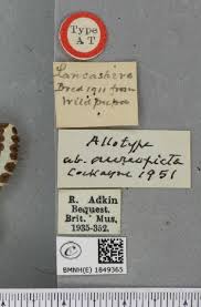 Attēlu rezultāti vaicājumam “Abraxas grossulariata pupa”