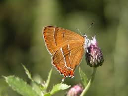 Attēlu rezultāti vaicājumam “Thecla betulae female”