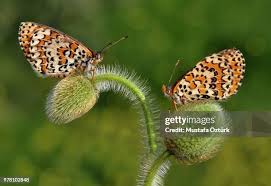 Attēlu rezultāti vaicājumam “Melitaea cinxia”