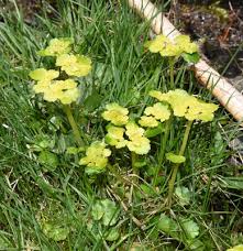 Attēlu rezultāti vaicājumam “Chrysosplenium alternifolium”