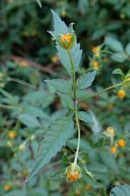 Attēlu rezultāti vaicājumam “Bidens frondosa leaf”