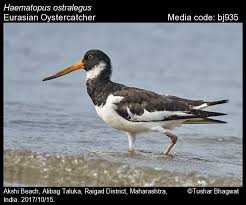 Attēlu rezultāti vaicājumam “Haematopus ostralegus adult”