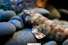 Image result for Cephaloscyllium laticeps