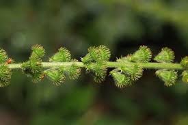 Attēlu rezultāti vaicājumam “Agrimonia eupatoria fruit”