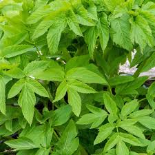 Attēlu rezultāti vaicājumam “Angelica archangelica leaf”