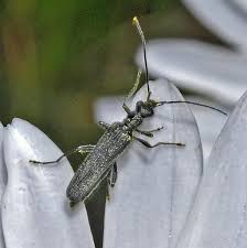 Attēlu rezultāti vaicājumam “Oedemera sp.”