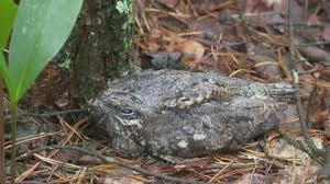 Attēlu rezultāti vaicājumam “Caprimulgus europaeus nest”