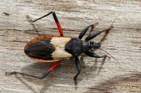 Attēlu rezultāti vaicājumam “Rhynocoris annulatus imago”