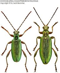 Attēlu rezultāti vaicājumam “Donacia clavipes”