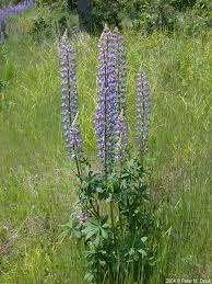 Image result for Lupinus polyphyllus Lindl.