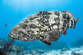 Image result for Epinephelus itajara