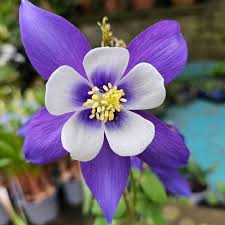 Image result for Aquilegia