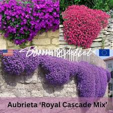 Image result for Aubrieta hybrida (cultorum)