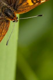 Attēlu rezultāti vaicājumam “Hamearis lucina underside”