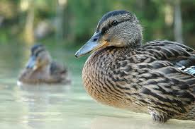 Attēlu rezultāti vaicājumam “Anas strepera female”