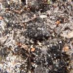 Attēlu rezultāti vaicājumam “Bacidia subincompta”