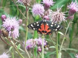 Attēlu rezultāti vaicājumam “Callimorpha dominula imago”