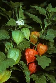 Attēlu rezultāti vaicājumam “Physalis alkekengi”