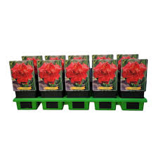 Image result for Hemerocallis `Moses Fire`