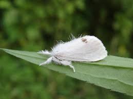 Attēlu rezultāti vaicājumam “Euproctis similis imago”