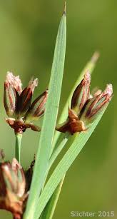 Attēlu rezultāti vaicājumam “Scheuchzeria palustris”