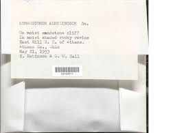 Attēlu rezultāti vaicājumam “Gymnostomum aeruginosum”